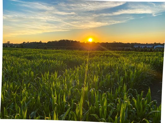 Sunset over the corn maze