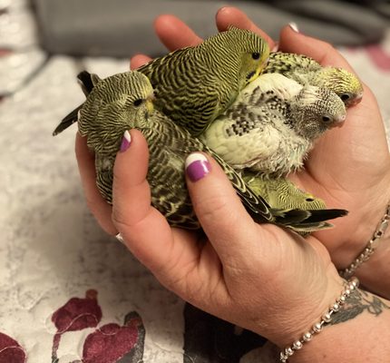 English parakeets