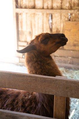 spitting alpaca