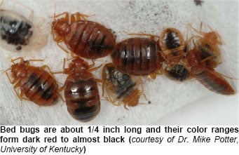 appearance of the common bed bug