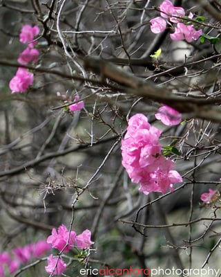 Koko Head Botanical Garden