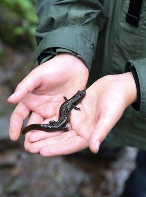 Discovering wildlife at Wilderness Discovery Camp