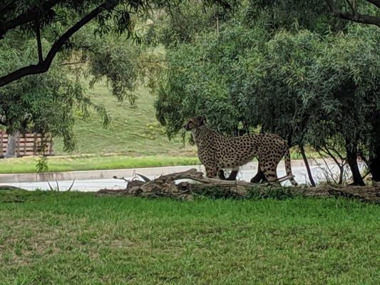 Nice cheetah!