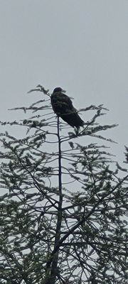 A brid looking out for a meal