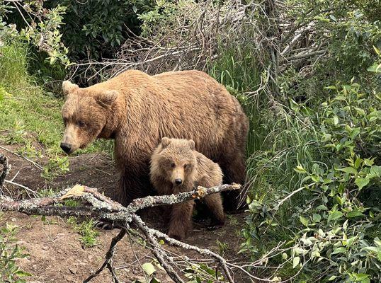 Mama bear and spring cub in Katmai