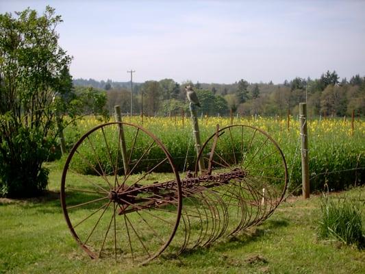 Antique bunch rake near vineyard