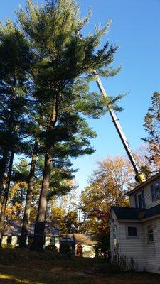 Crane over guide wire.  Taking trees down in 2 pieces.