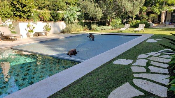 Pets love our pool covers too