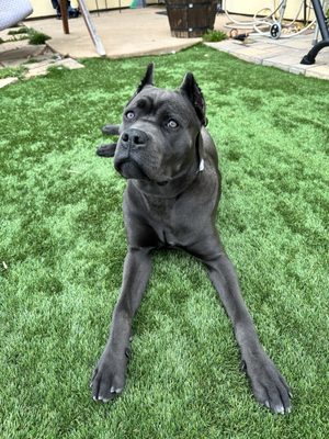 Boba 8 month old cane corso