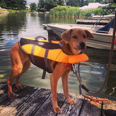 First mate Marvin ready to come aboard. Thank you Animal Lighthouse Rescue!