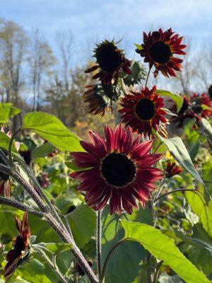 Unique sunflower