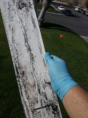 Mold behind baseboard