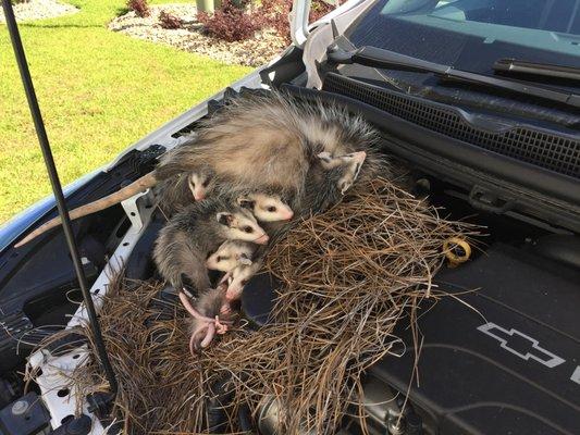 Possum removal from inside of truck hood