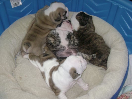 AKC English Bulldog Puppies