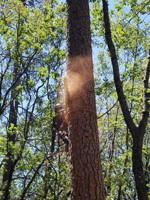 Removing some large dead pine trees.