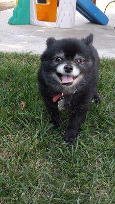 Freddie enjoying play time outside!