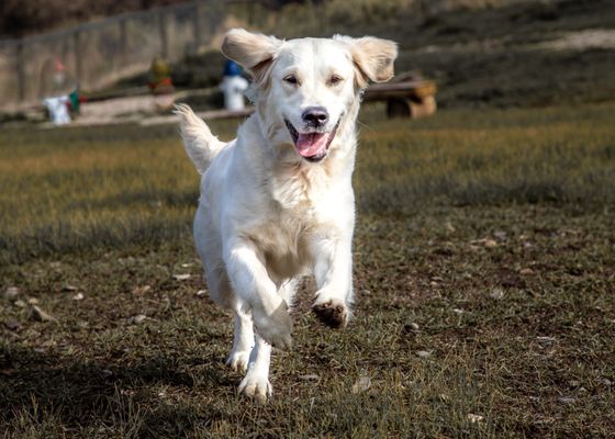 Positive Reinforcement Dog Training