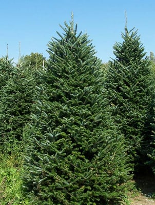 Fraser Fir