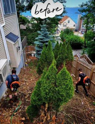 Debris Removal, Tree Trimming, SOD installation