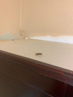 Roaches/roommates