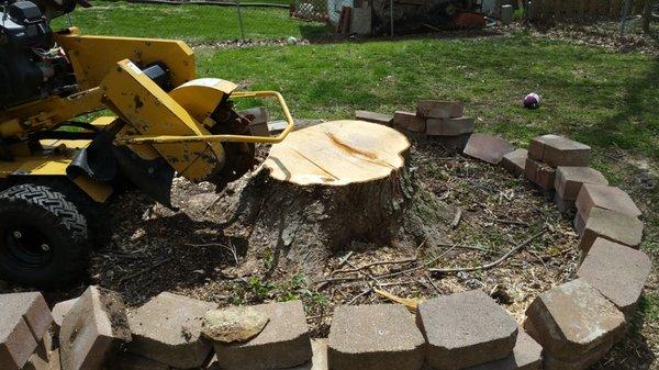 STUMP GRINDING REMOVAL