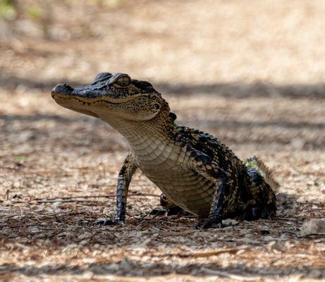 What h out for these meal alligators