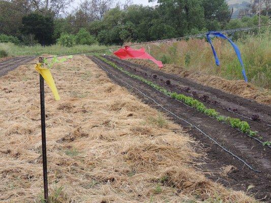 The soil is never tilled and all farming is done by hand.