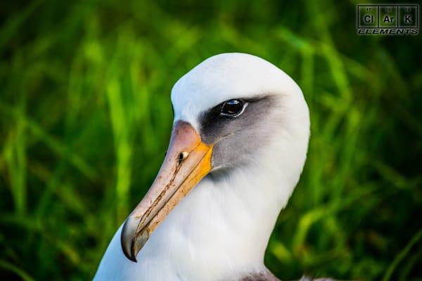 Albatross Close by