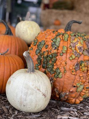 Great selection of pumpkins