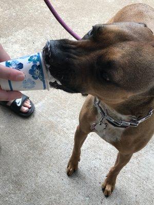 What fur baby doesn't  love a refreshing puppuccino!