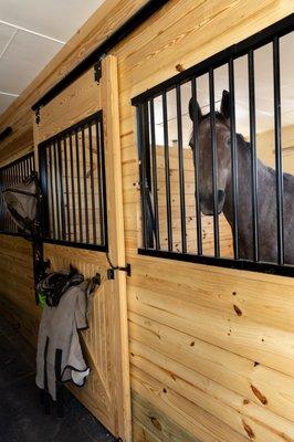 Horse looking out in stables