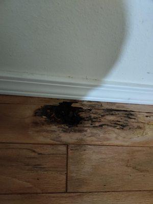 My Oak Flooring Mold Disaster