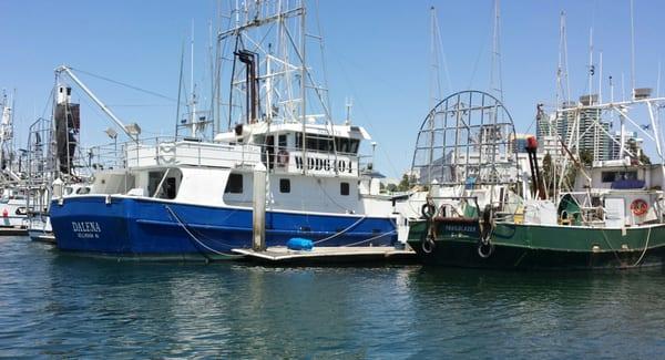 Fishing inside Tuna Harbor