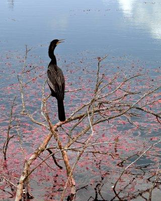 False color nature Photo