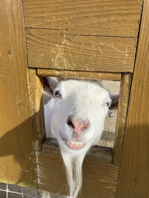 Goats! Lots of animals to visit