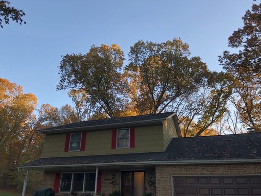 Tree behind the house