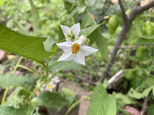 In the gardens.