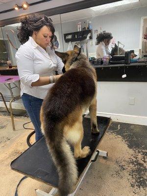 Aliya Grooming Duke, 100 lbs of Shepherd