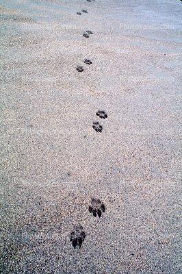 Footprints are imprinted on our hearts forever.