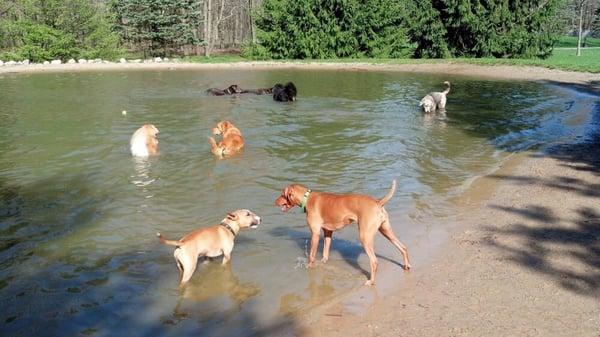 Swimming pond fun at Shaggy!