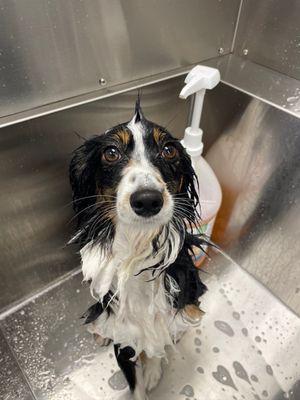 Moose getting a bath!