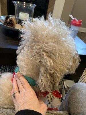 Looks like the top of his head wasn't even touched!! This is not a puppy cut for a wheaten.