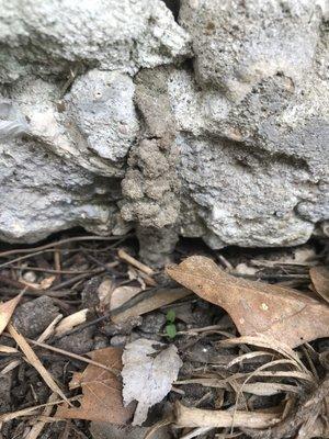 Subterranean termite mud tube entering a home