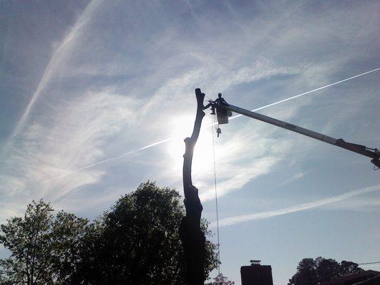 A bucket truck is a magic carpet ride to the tree top