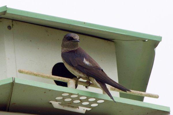 Purple Martin