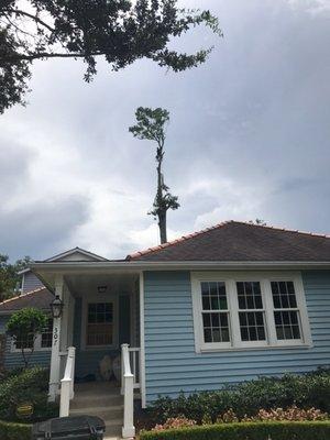 Removing a massive water oak in old Metairie.