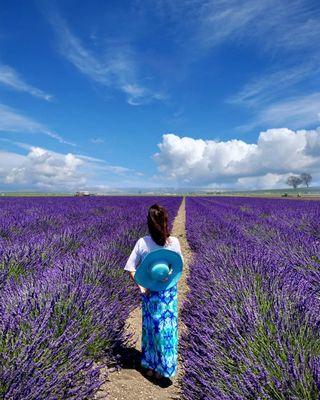 Day time view of the lavender garden