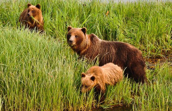 Coastal Brown Bears - Naturalist Photo expert Simon