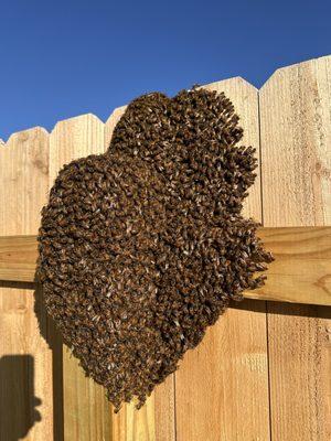 Honey bee swarm removal