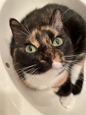 Harper kitty loves sitting in the sink